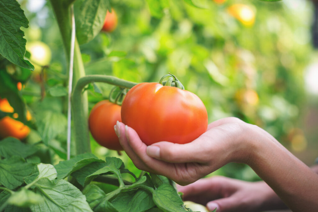 遺伝子組み換え トマト